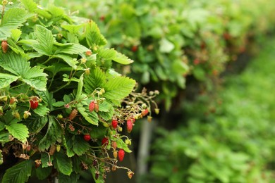 Photo of Wild strawberry bushes with berries growing on farm