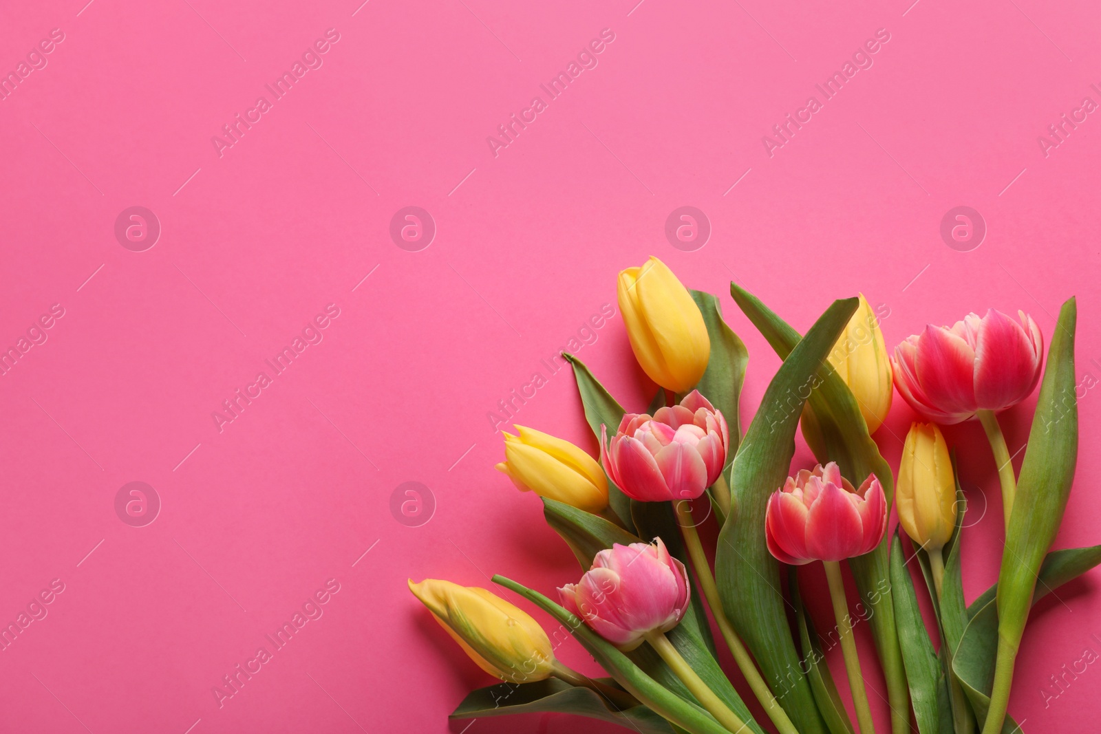 Photo of Many beautiful tulips on pink background, flat lay. Space for text