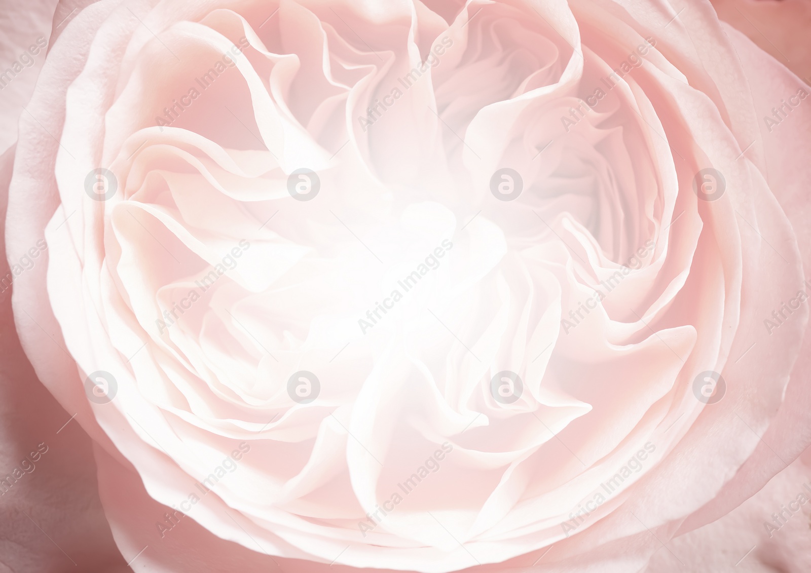 Image of Beautiful delicate flower, closeup. Floral decor in vintage style 