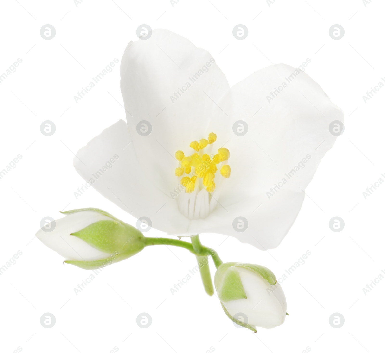 Photo of Beautiful jasmine flower and buds isolated on white