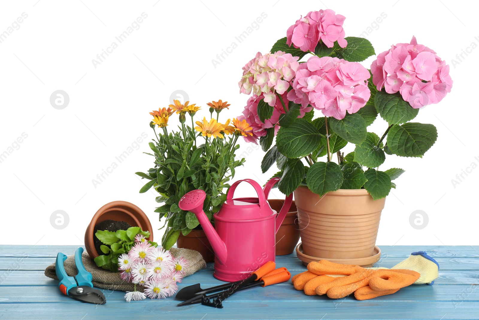 Photo of Beautiful potted plants and gardening equipment on blue wooden table against white background