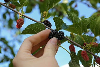 Photo of Woman picking up tasty ripe mulberry in garden, closeup