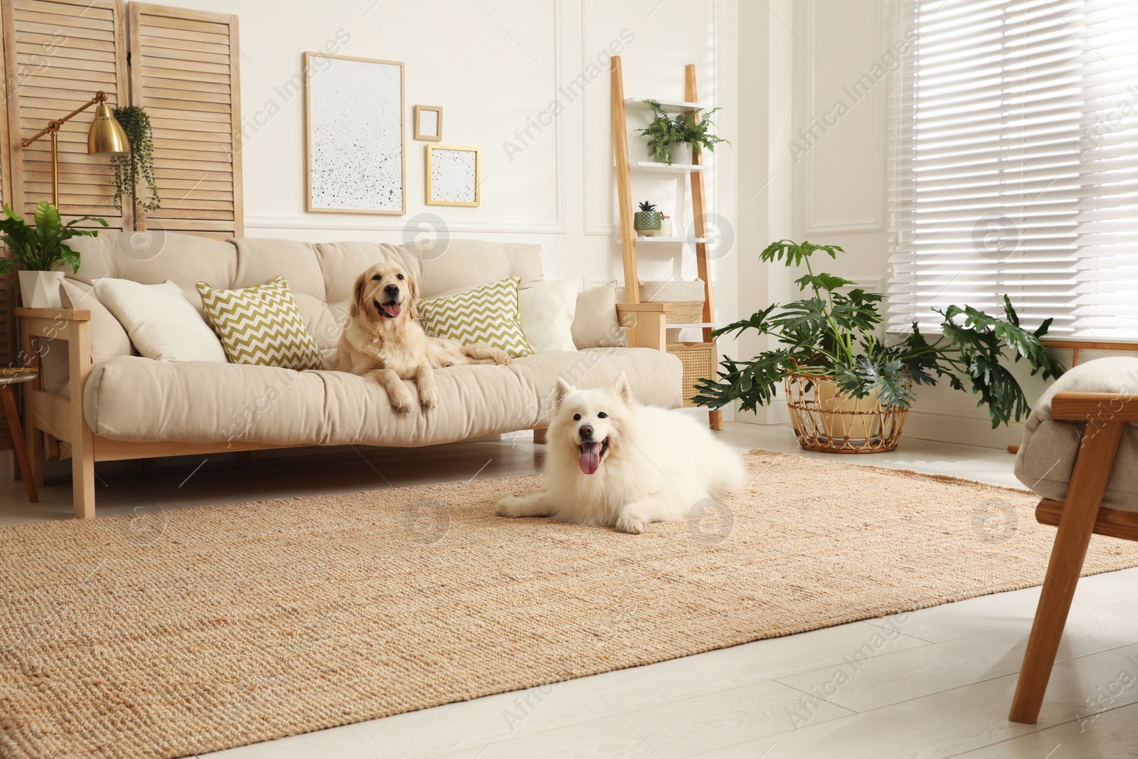 Photo of Adorable dogs resting in modern living room