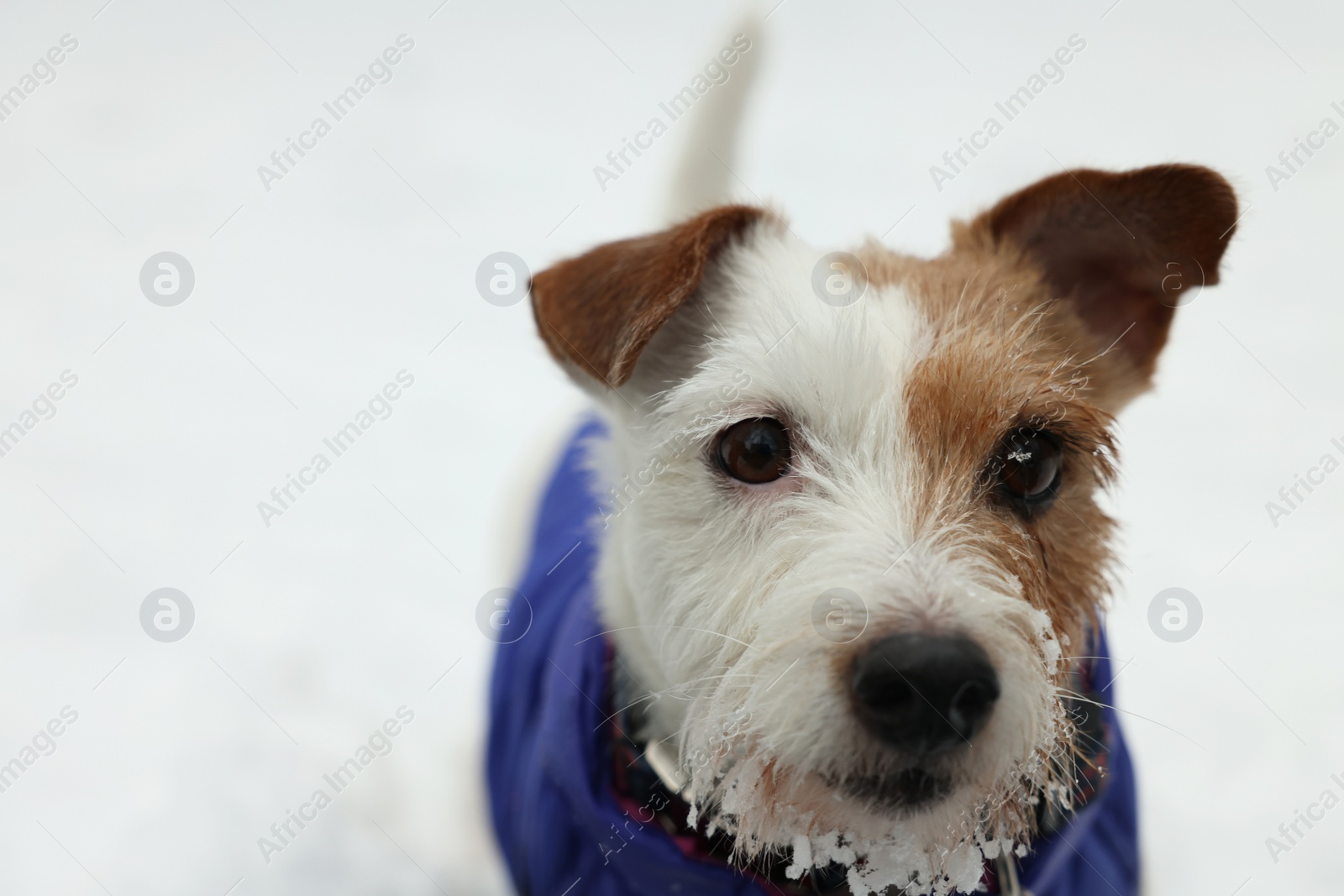 Photo of Cute Jack Russell Terrier in pet jacket outdoors on snowy day, closeup. Space for text