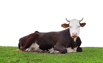 Beautiful cow resting on green grass against white background. Animal husbandry
