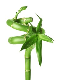 Beautiful green bamboo stem with leaves isolated on white