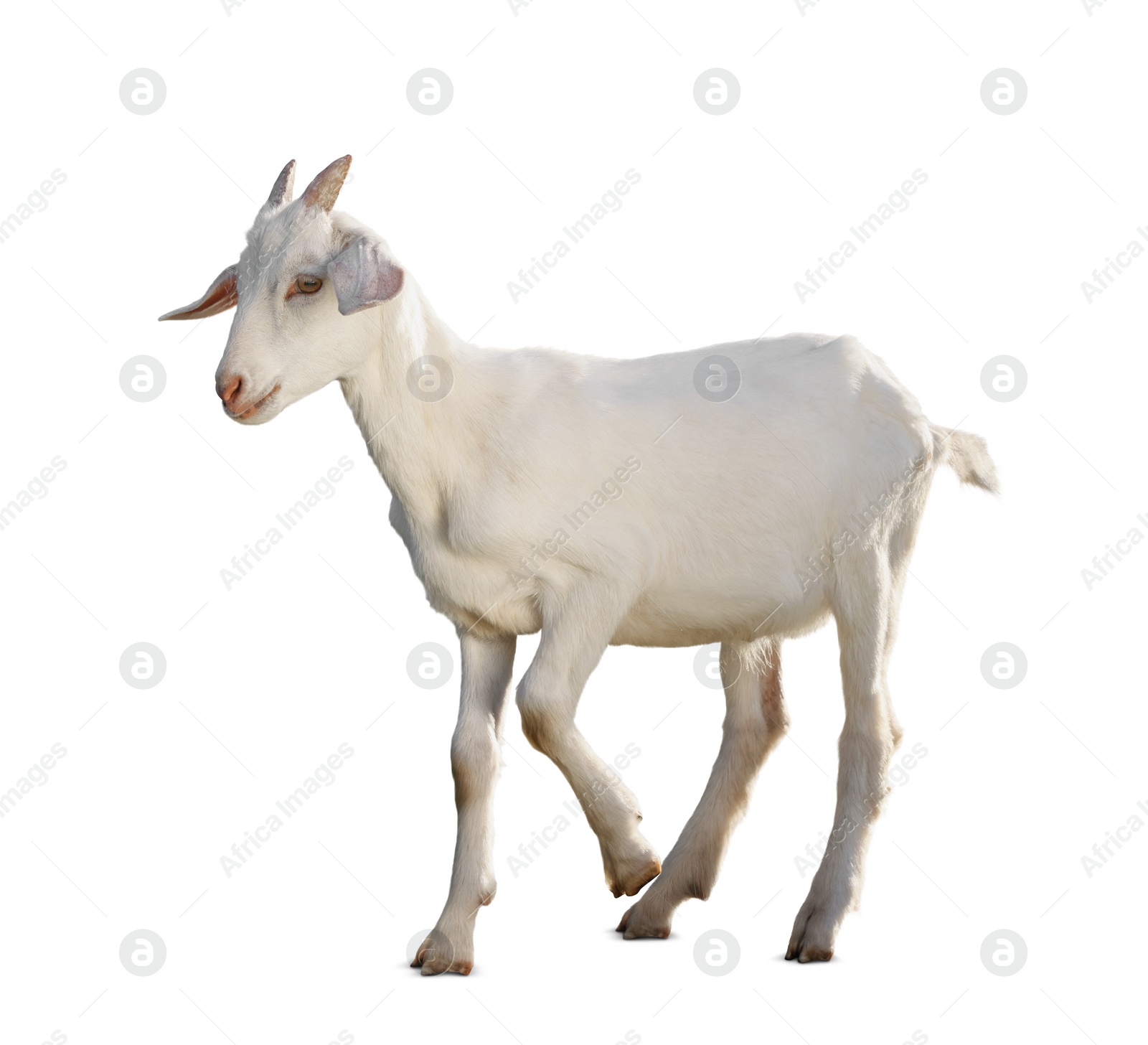 Image of Cute goat isolated on white. Farm animal