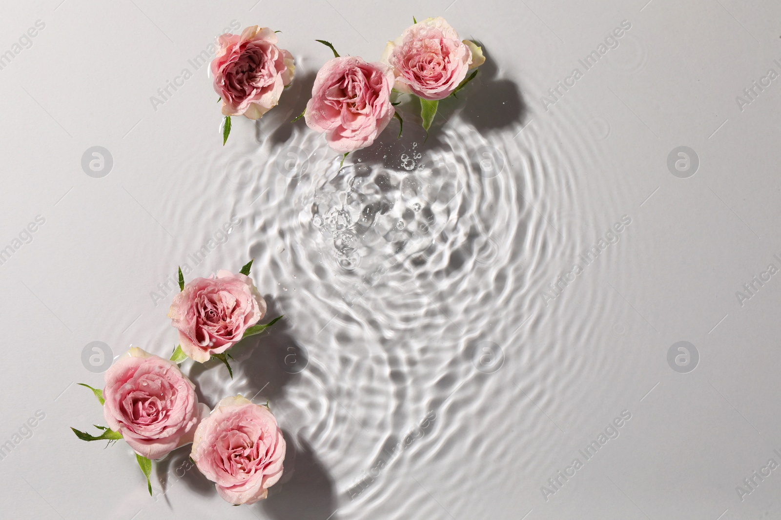 Photo of Beautiful roses in water on white background, top view. Space for text