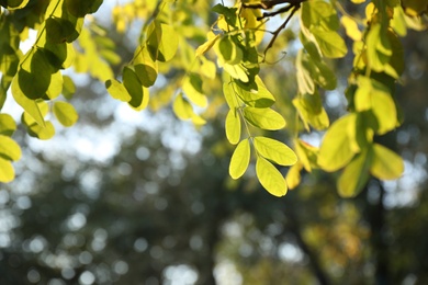 Beautiful tree branch with green leaves outdoors