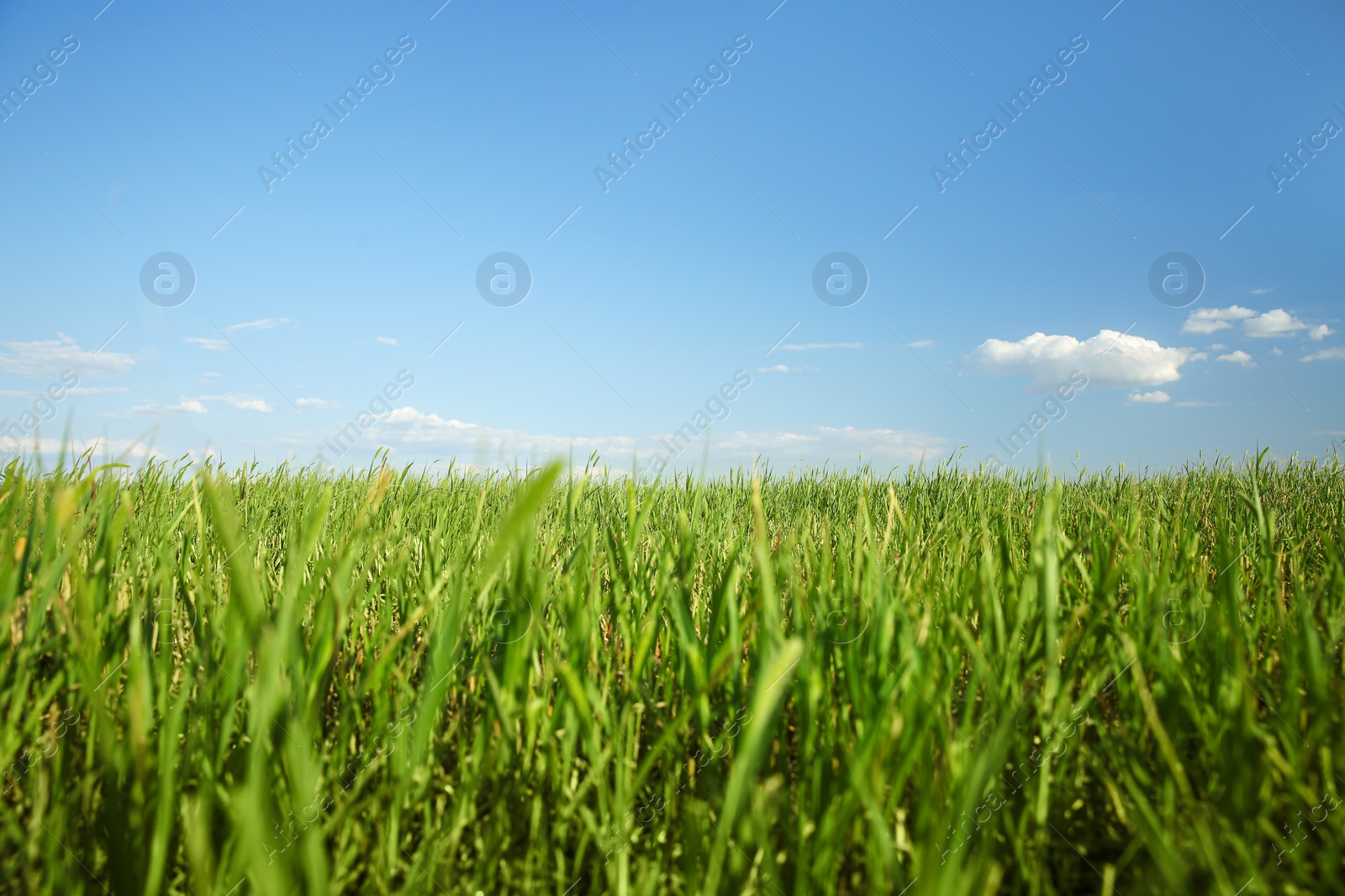 Photo of Picturesque view of beautiful field with grass on sunny day