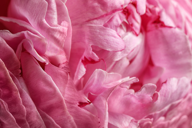 Photo of Closeup view of beautiful blooming peony as background. Floral decor