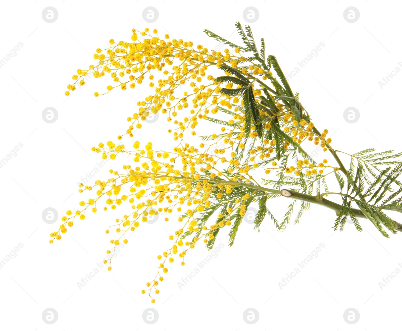 Photo of Beautiful mimosa plant with yellow flowers on white background