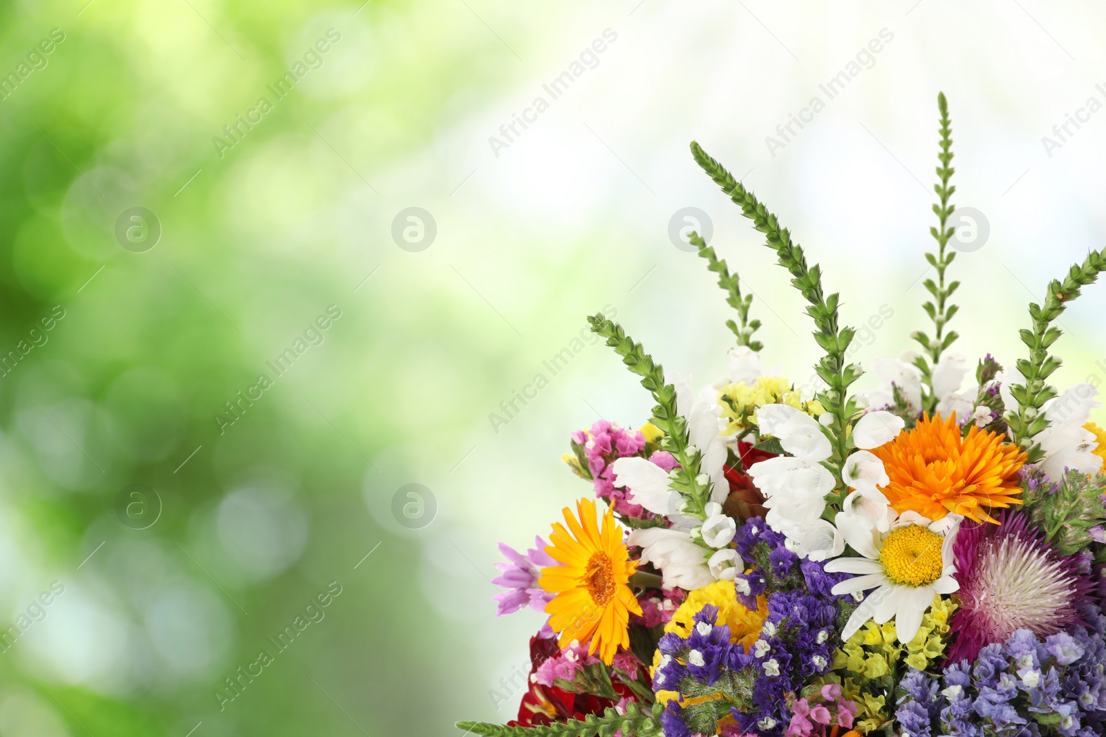 Image of Beautiful wild flowers outdoors on sunny day, space for text. Bokeh effect