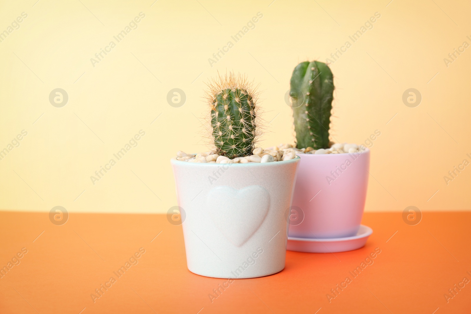 Photo of Beautiful cacti on table against color background