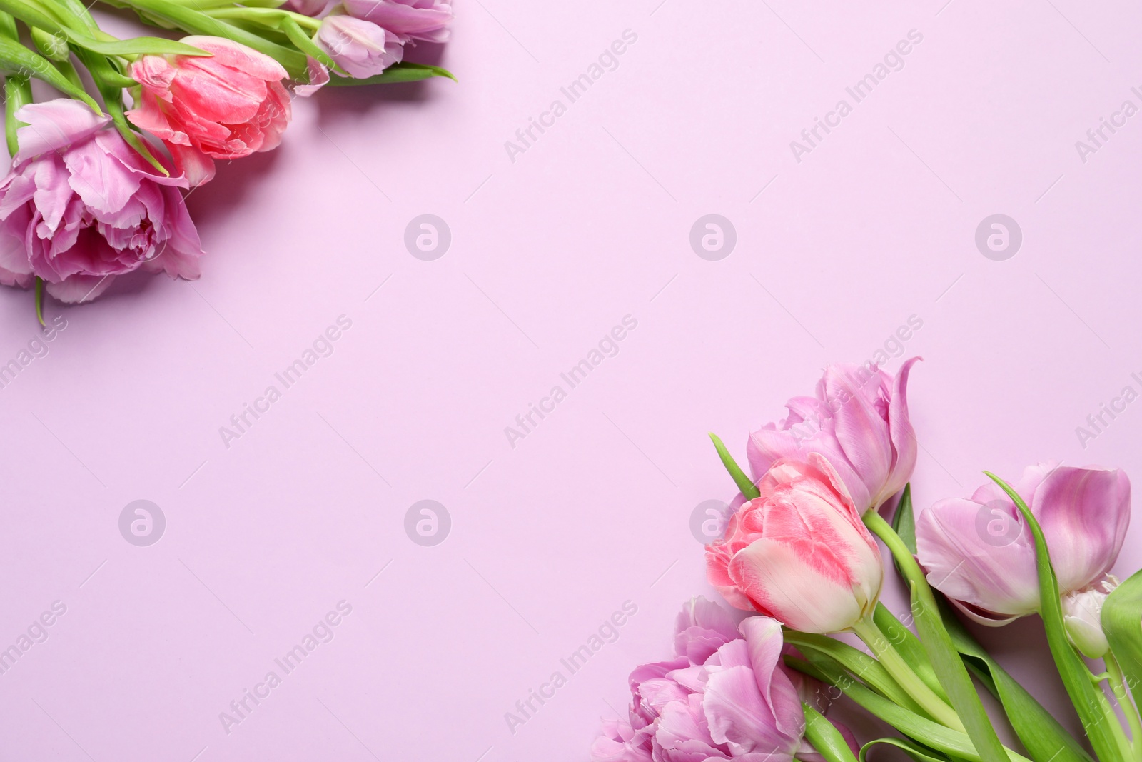 Photo of Beautiful colorful tulip flowers on violet background, top view. Space for text