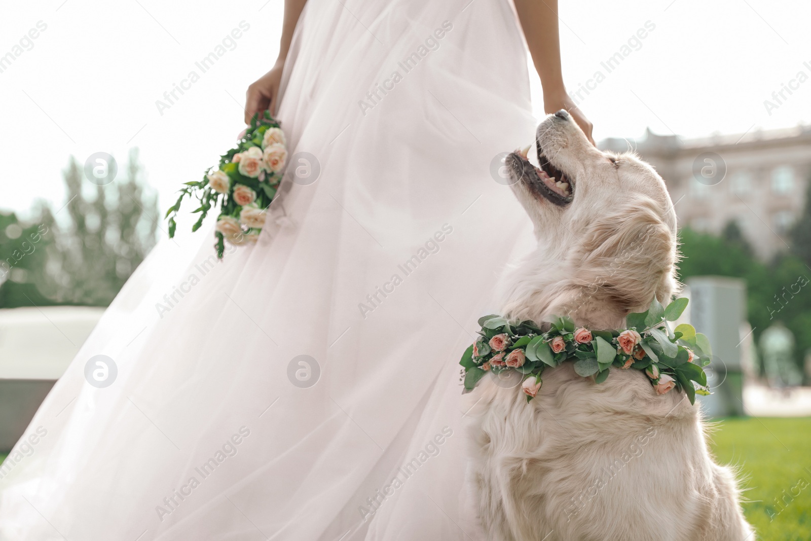 Photo of Bride and adorable Golden Retriever wearing wreath made of beautiful flowers on green grass outdoors, closeup