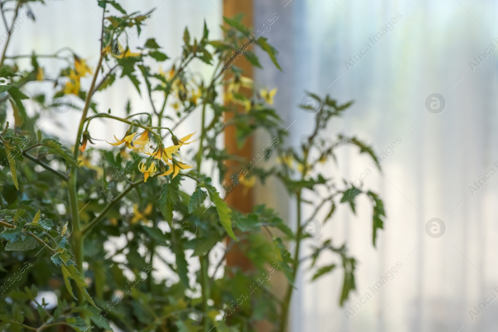 Photo of Blooming tomato plants on blurred background, closeup. Space for text