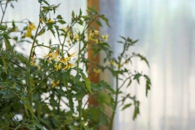 Blooming tomato plants on blurred background, closeup. Space for text