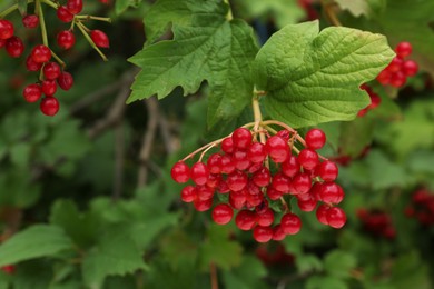 Beautiful viburnum shrub with ripe berries outdoors