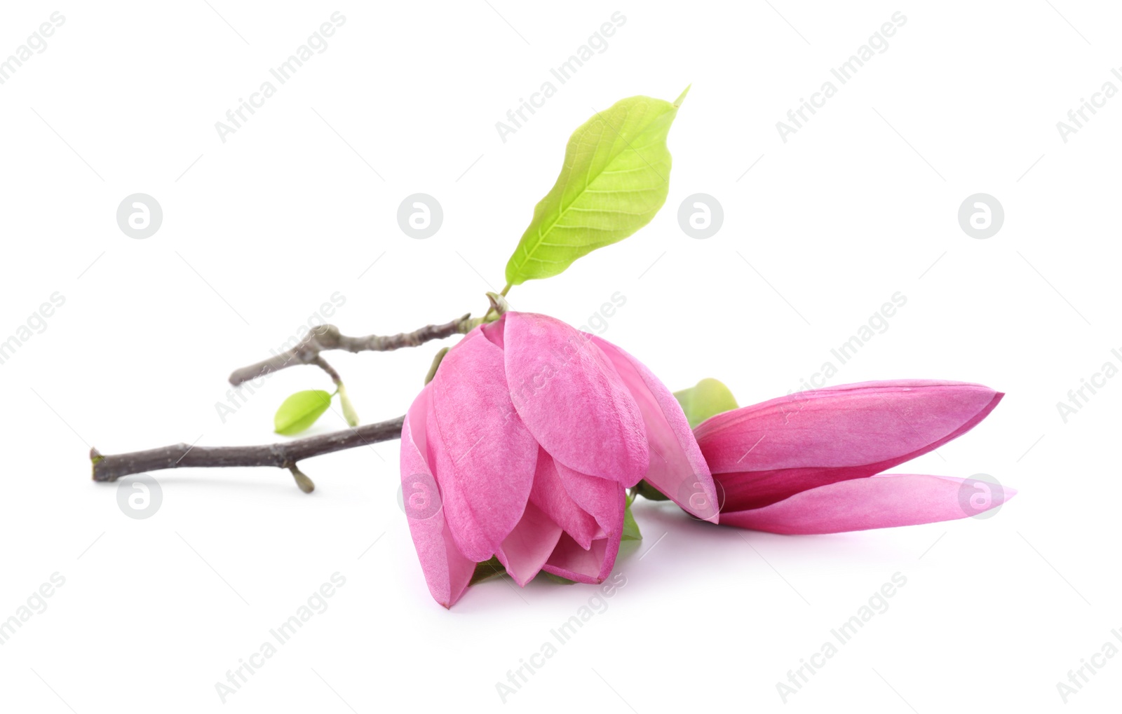 Photo of Beautiful pink magnolia flowers isolated on white