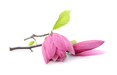 Beautiful pink magnolia flowers isolated on white