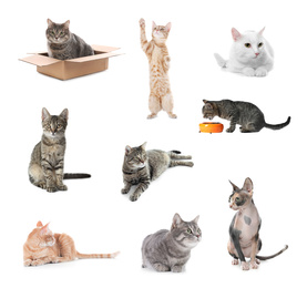 Image of Collage of beautiful cats on white background. Lovely pet