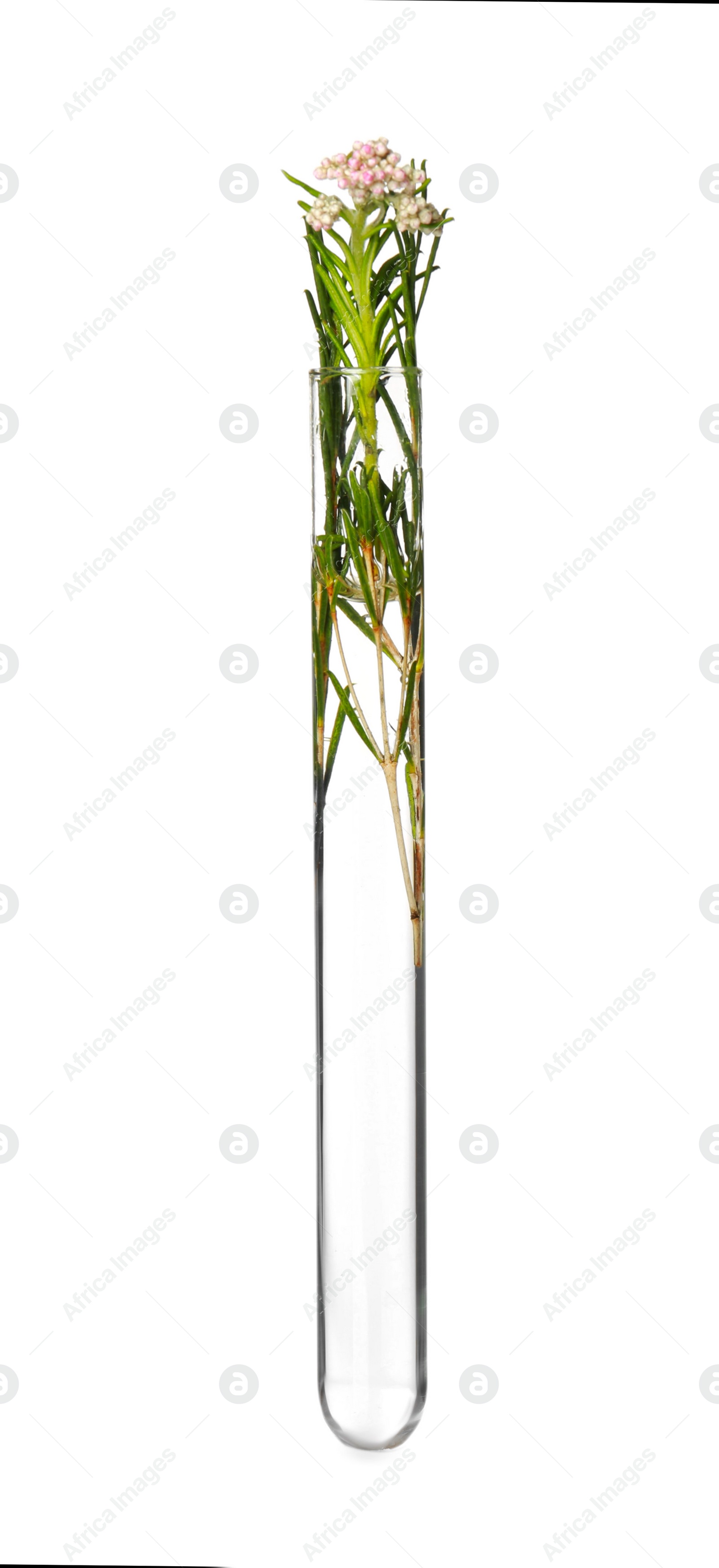 Photo of Beautiful Ozothamnus plant in test tube on white background