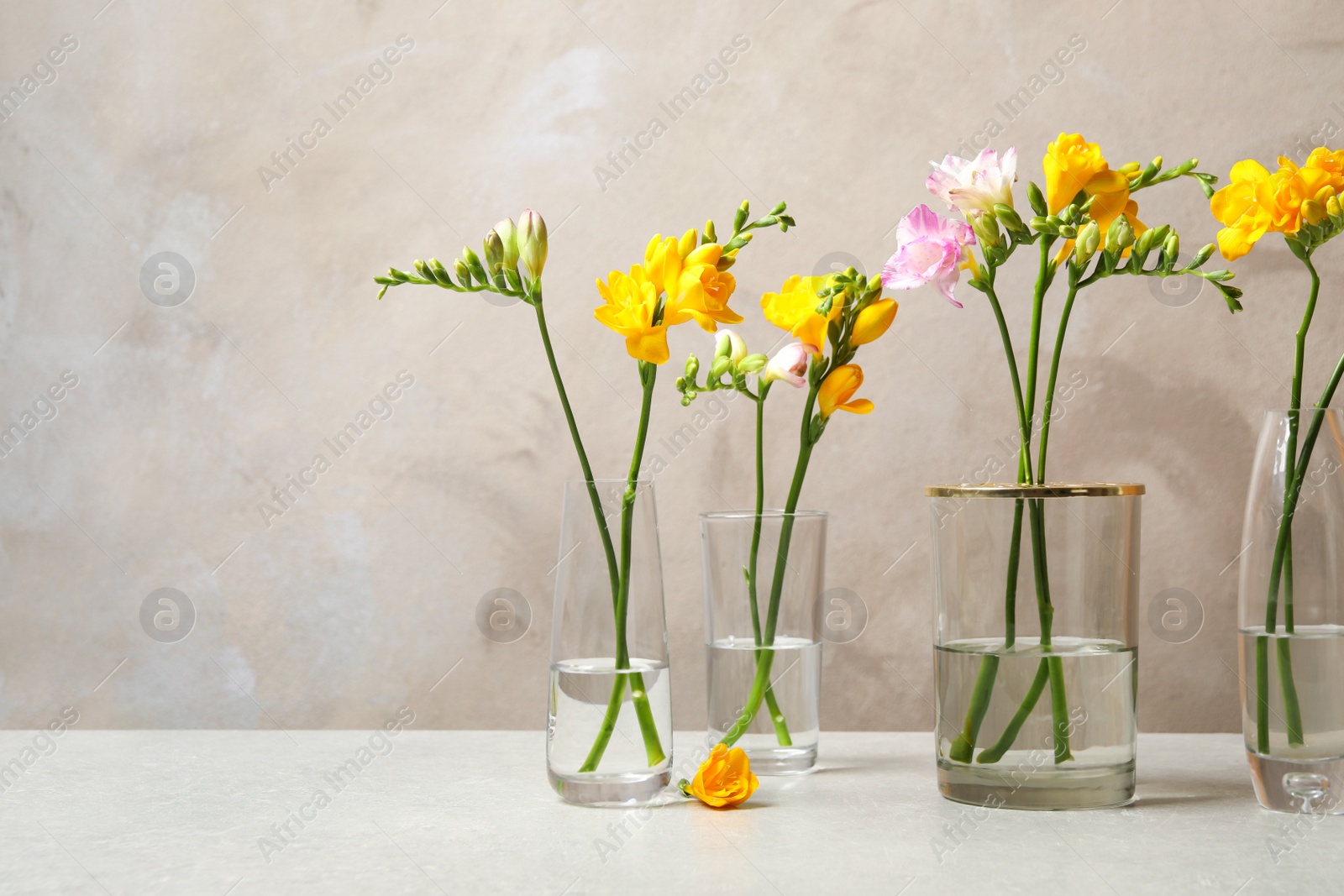 Photo of Beautiful blooming freesias in glass vases on table against grey background