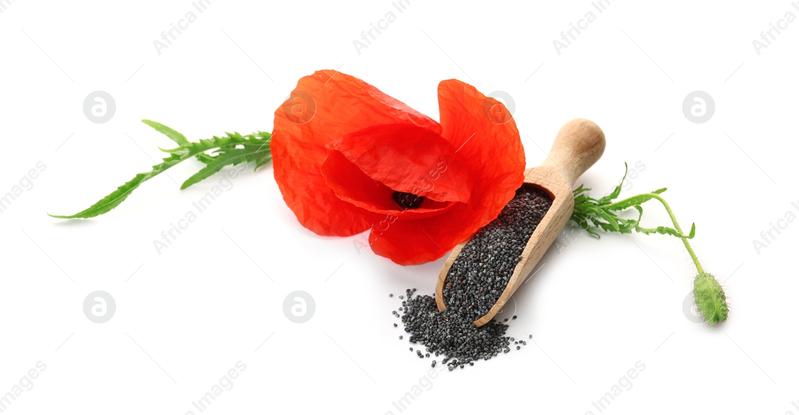 Photo of Composition with poppy seeds and flower on white background