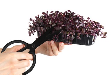 Photo of Woman cutting fresh organic radish microgreens on white background, closeup