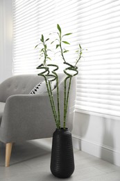 Photo of Vase with green bamboo stems near sofa in living room interior