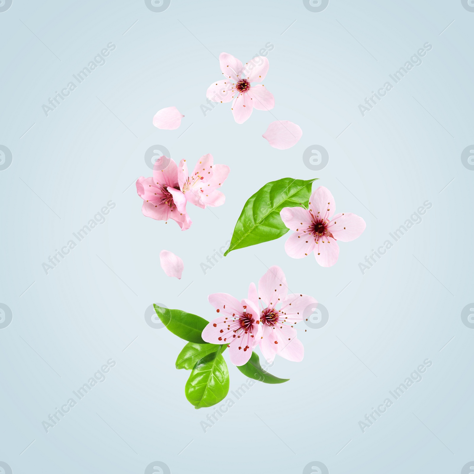 Image of Beautiful pink sakura tree flowers flying on light blue background