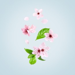 Beautiful pink sakura tree flowers flying on light blue background