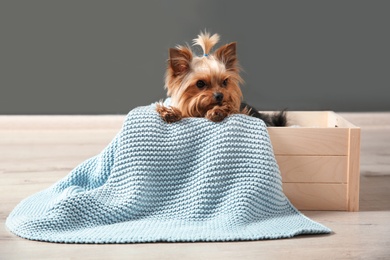 Photo of Yorkshire terrier in wooden crate against grey wall. Happy dog