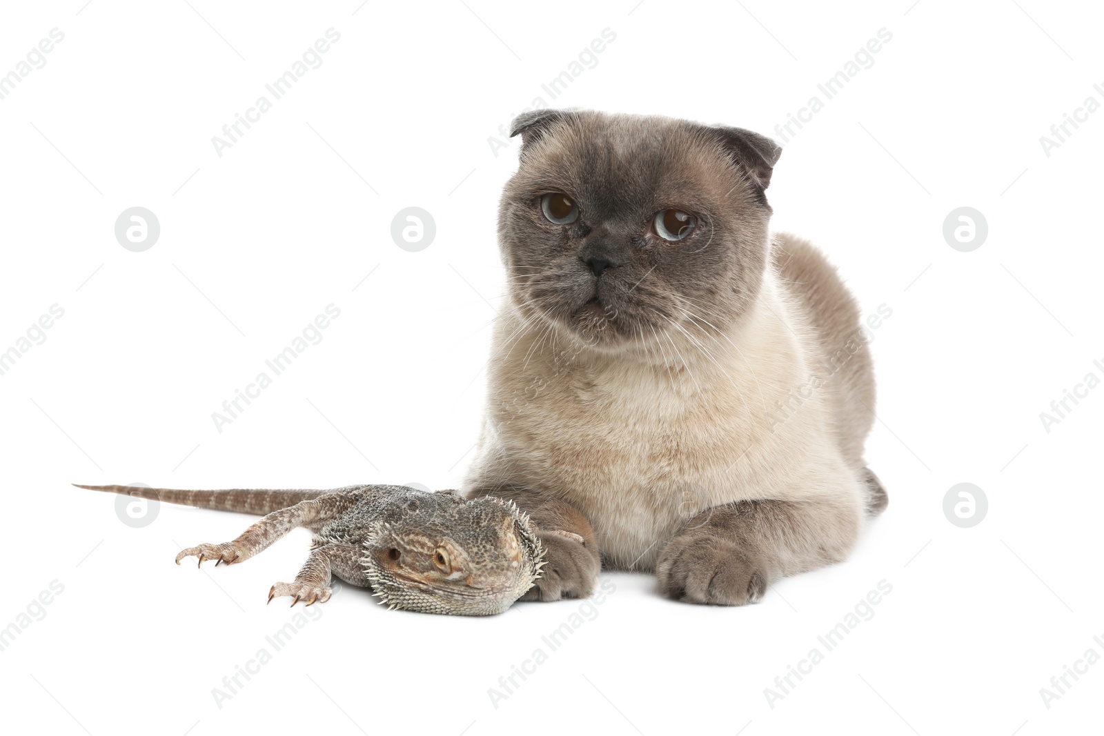 Photo of Cute Scottish fold cat and bearded lizard on white background. Funny pets