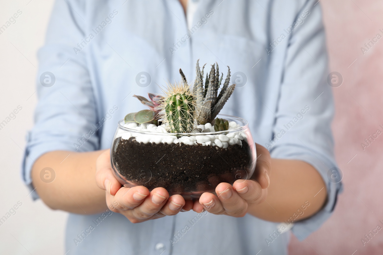 Photo of Young woman holding florarium with different succulents on color background, closeup