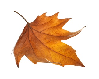 Photo of Beautiful autumn leaf on white background. Fall foliage