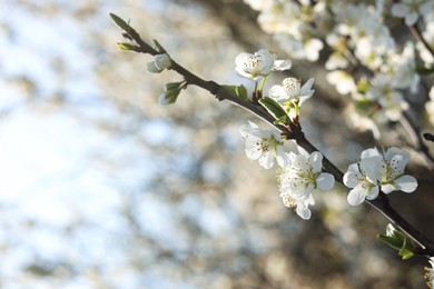 Beautiful apricot tree branch with tender flowers outdoors, closeup. Awesome spring blossoms