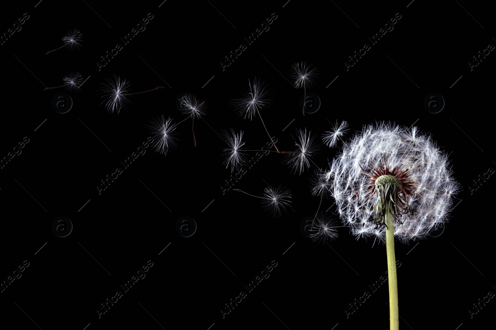 Image of Beautiful puffy dandelion blowball and flying seeds on black background