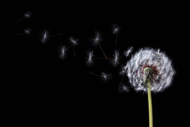 Image of Beautiful puffy dandelion blowball and flying seeds on black background