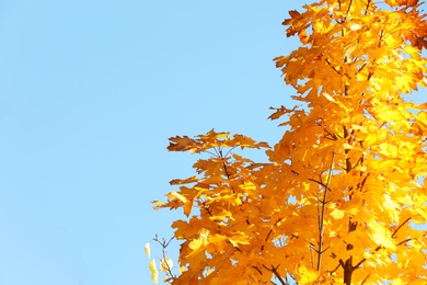 Photo of Maple tree branches with golden leaves against blue sky. Space for text