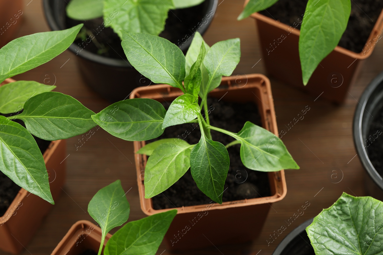 Photo of Seedlings growing in plastic containers with soil on table, above view