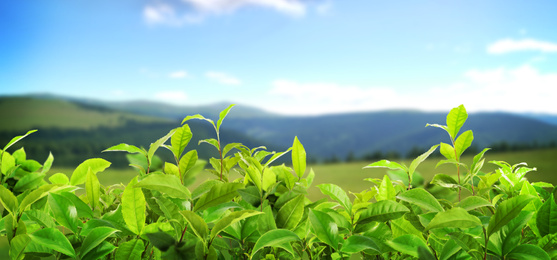 Tea plantation. Plants with fresh green leaves, closeup