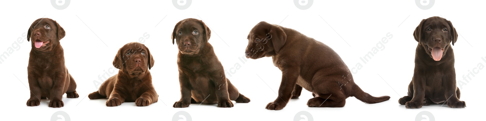 Image of Set of Chocolate Labrador Retriever puppies on white background. Banner design 