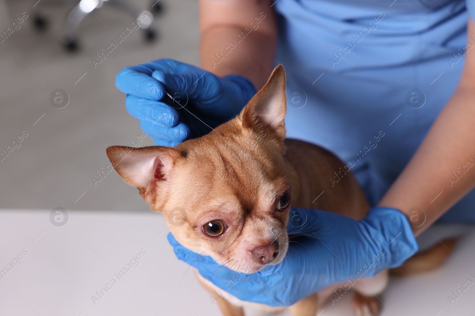 Photo of Veterinary holding acupuncture needle near dog's head in clinic, closeup. Animal treatment