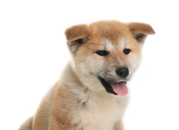 Photo of Adorable Akita Inu puppy on white background