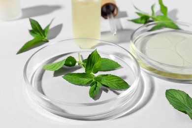 Photo of Petri dishes with plants on light grey background, closeup