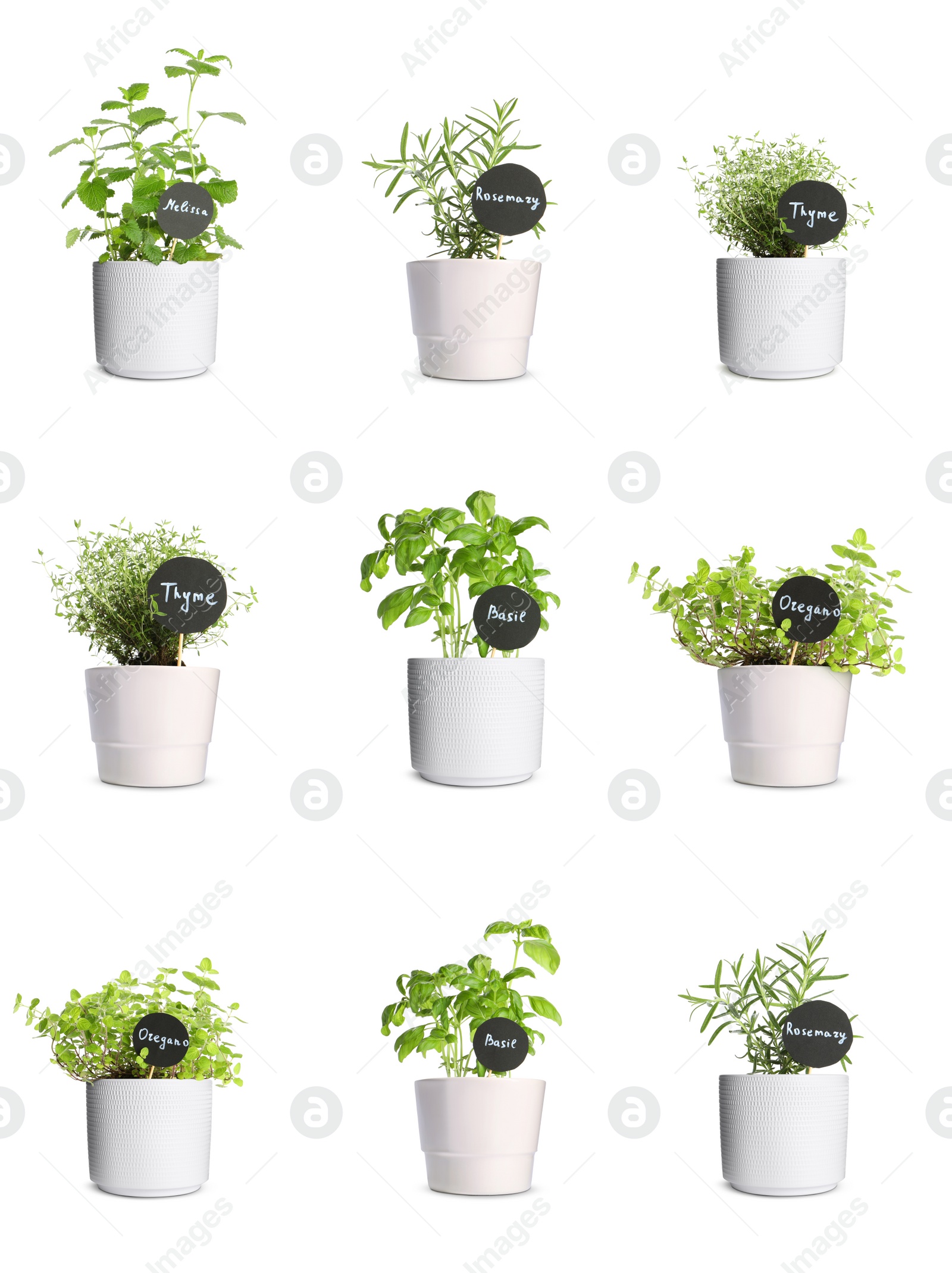 Image of Collage with different herbs growing in pots isolated on white. Thyme, oregano, melissa, basil and rosemary
