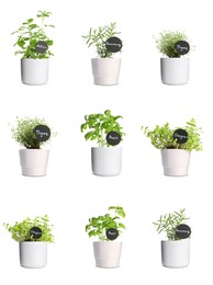 Image of Collage with different herbs growing in pots isolated on white. Thyme, oregano, melissa, basil and rosemary