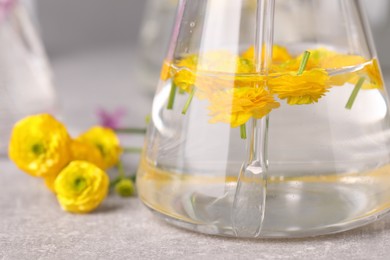Photo of Flask with buttercup flowers on light table, closeup. Essential oil extraction